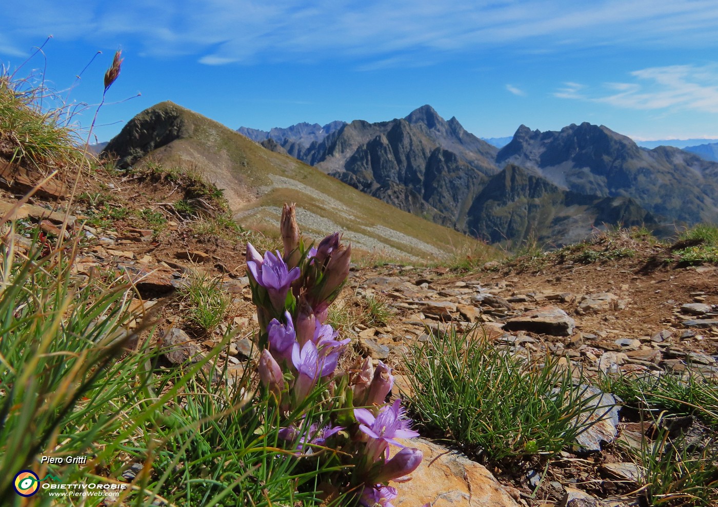 33 Gentiana anisodonta ramosa con vista verso Cima Venina e Pizzo del Diavolo .JPG